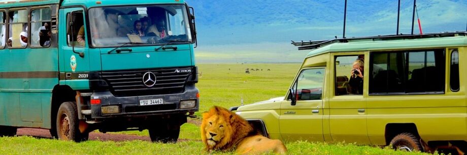 Monkey Go Island Tours